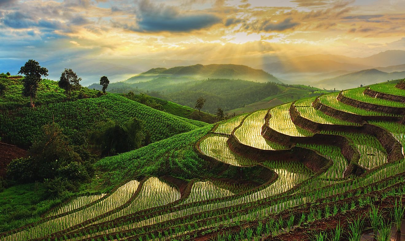 Terraced Rice Field in Chiangmai, Thailand. Image credit: Chatrawee Wiratgasem/Shutterstock.com