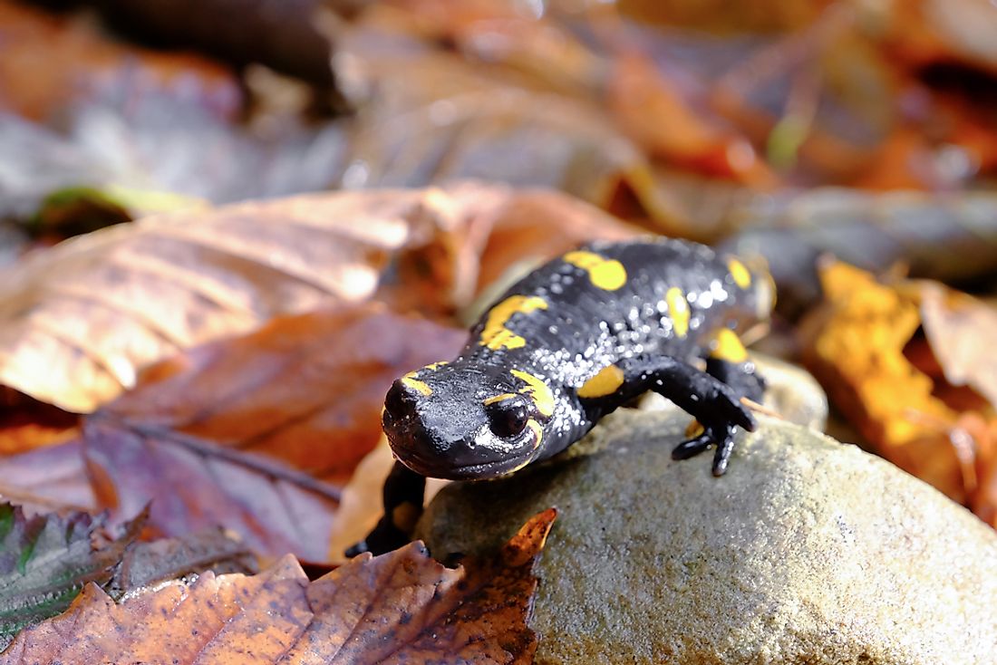 The spotted salamander is the official state amphibian of Ohio. 