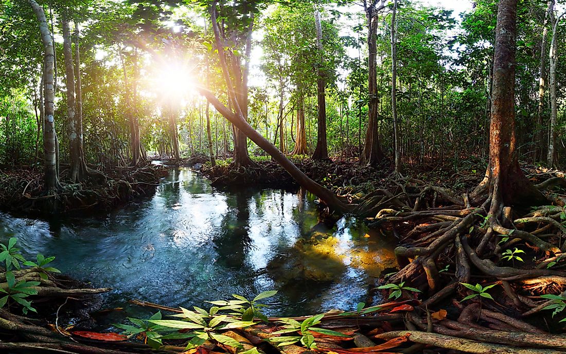 Peat swamp forest in Thailand.