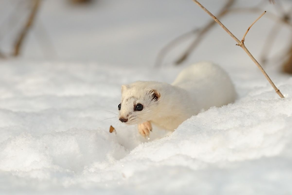 A white-coated Least Weasel traverses the snow in Russia.