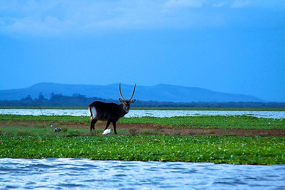 Big stag water buck on Lake Naivasha.
