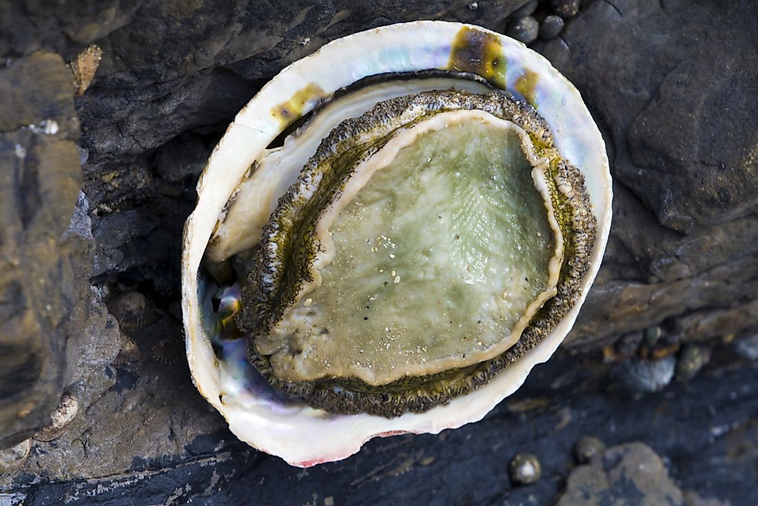 An abalone on the beach in South Africa. 
