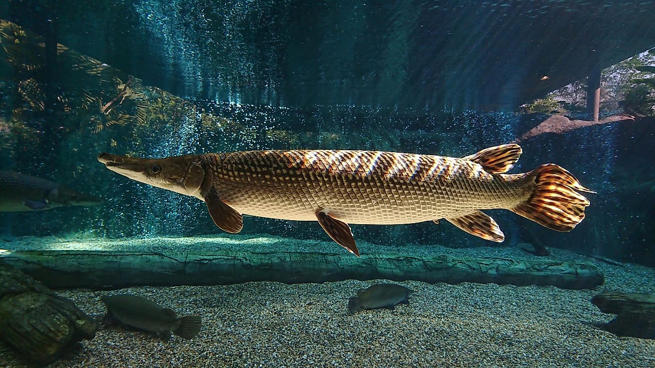 The alligator gar can be found in North America and is considered to be one of the largest freshwater fishes ever.