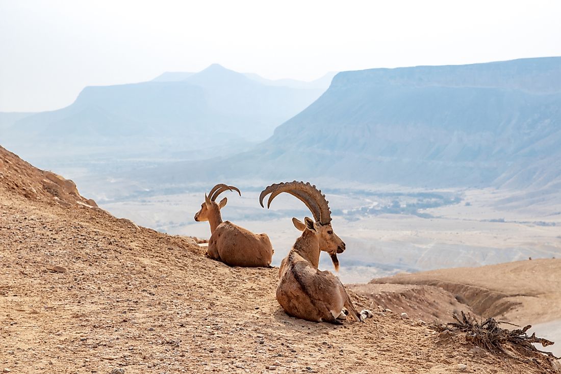 The Nubian ibex relaxes in the mountains of Eritrea. 