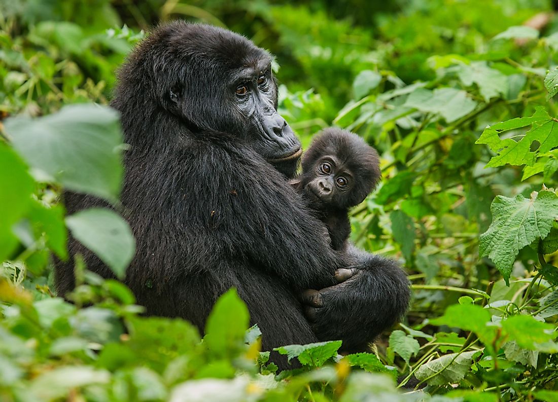 Mountain gorillas in Mgahinga National Park. 