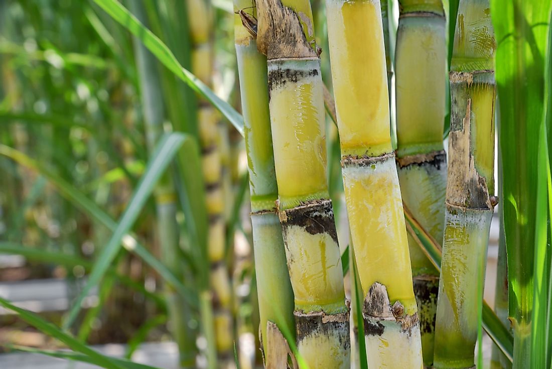 Sugarcane is an important crop in Guyana. 