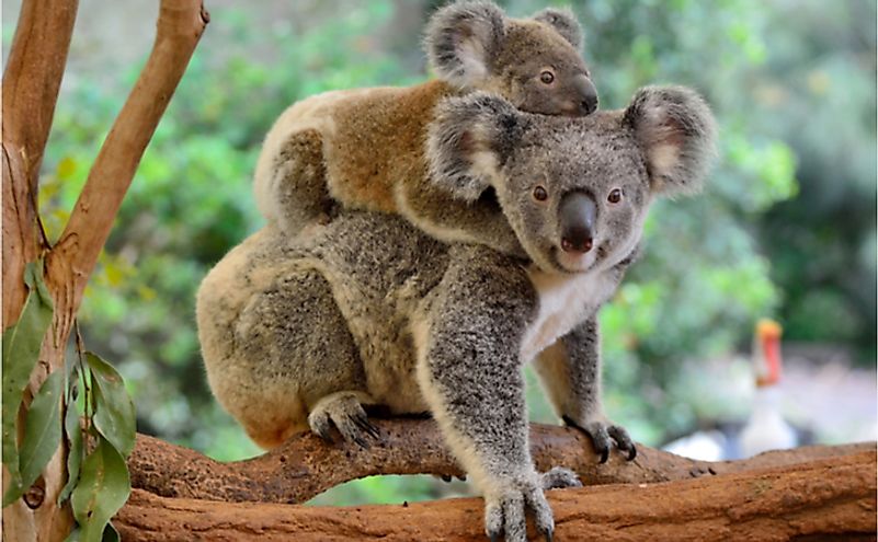 A mother koala with her baby on eucalyptus tree.