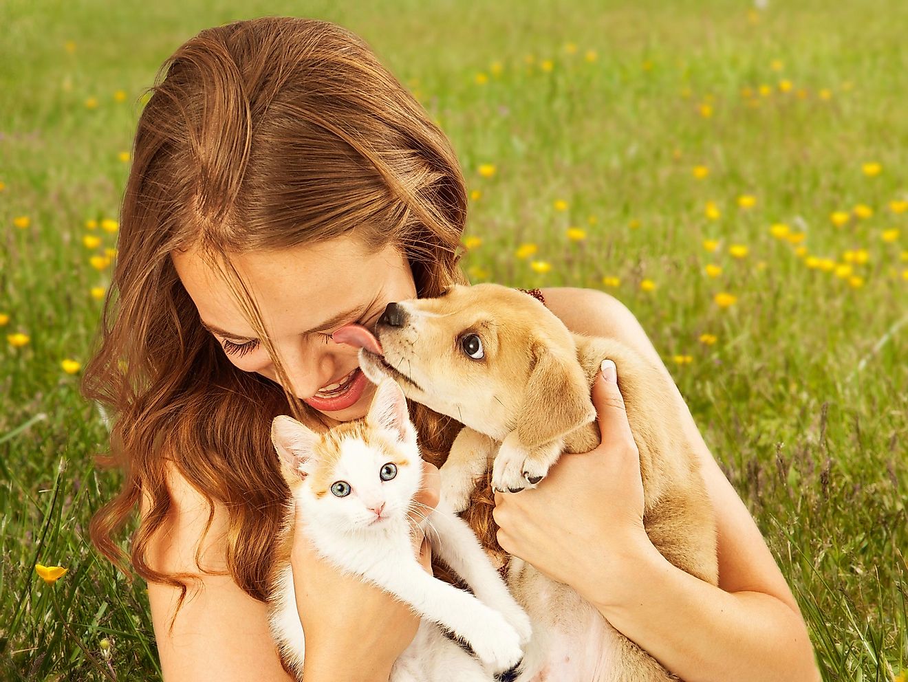 The majority of the pet owners in the United States own dogs and cats.