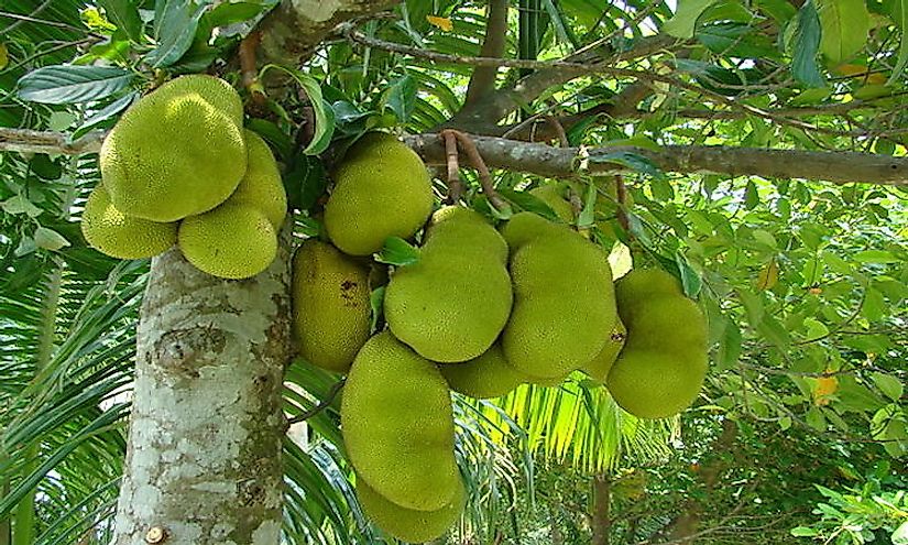 Bunches of jackfruits hanging from a jackfruit tree.
