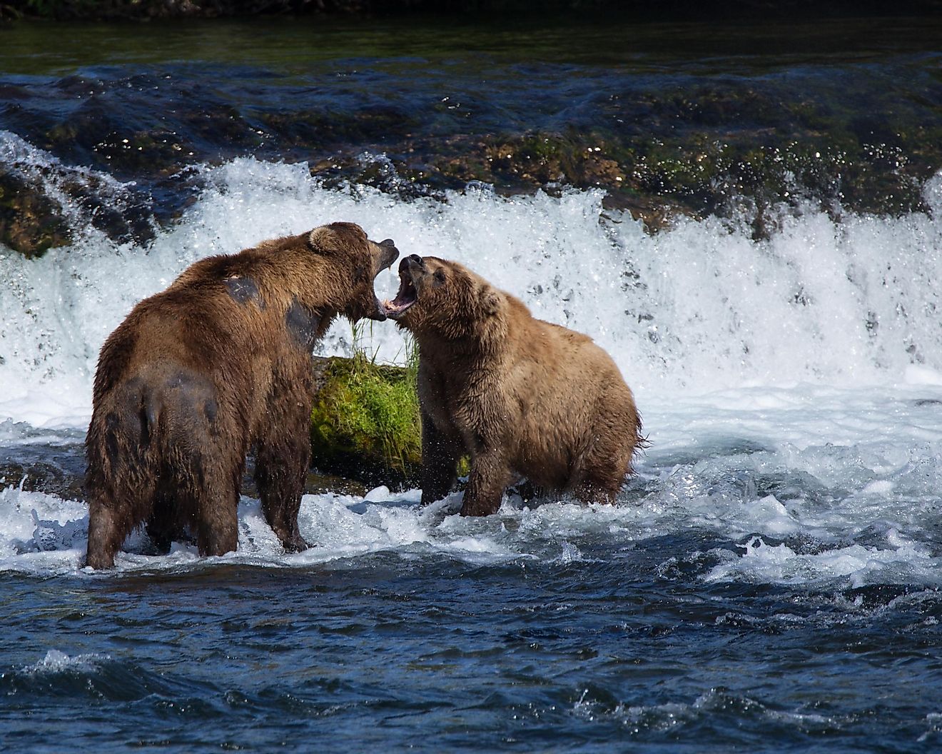 Two brown bears staring each other down in a show of dominance. A fight is likely to result from such a confrontation.