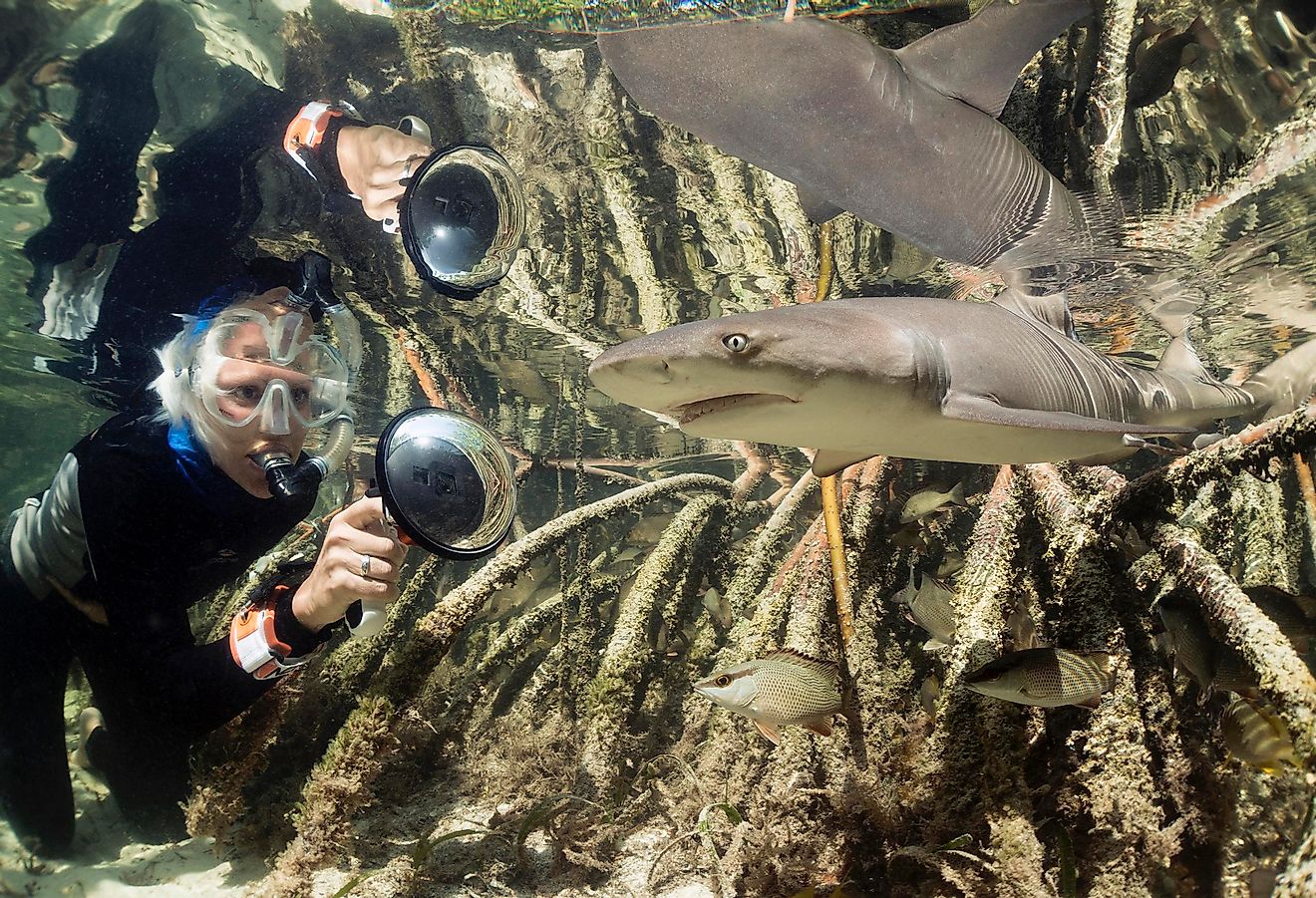 Jillian photographing a juvenile lemon shark in Bimini. Image Credit: Duncan Brake.