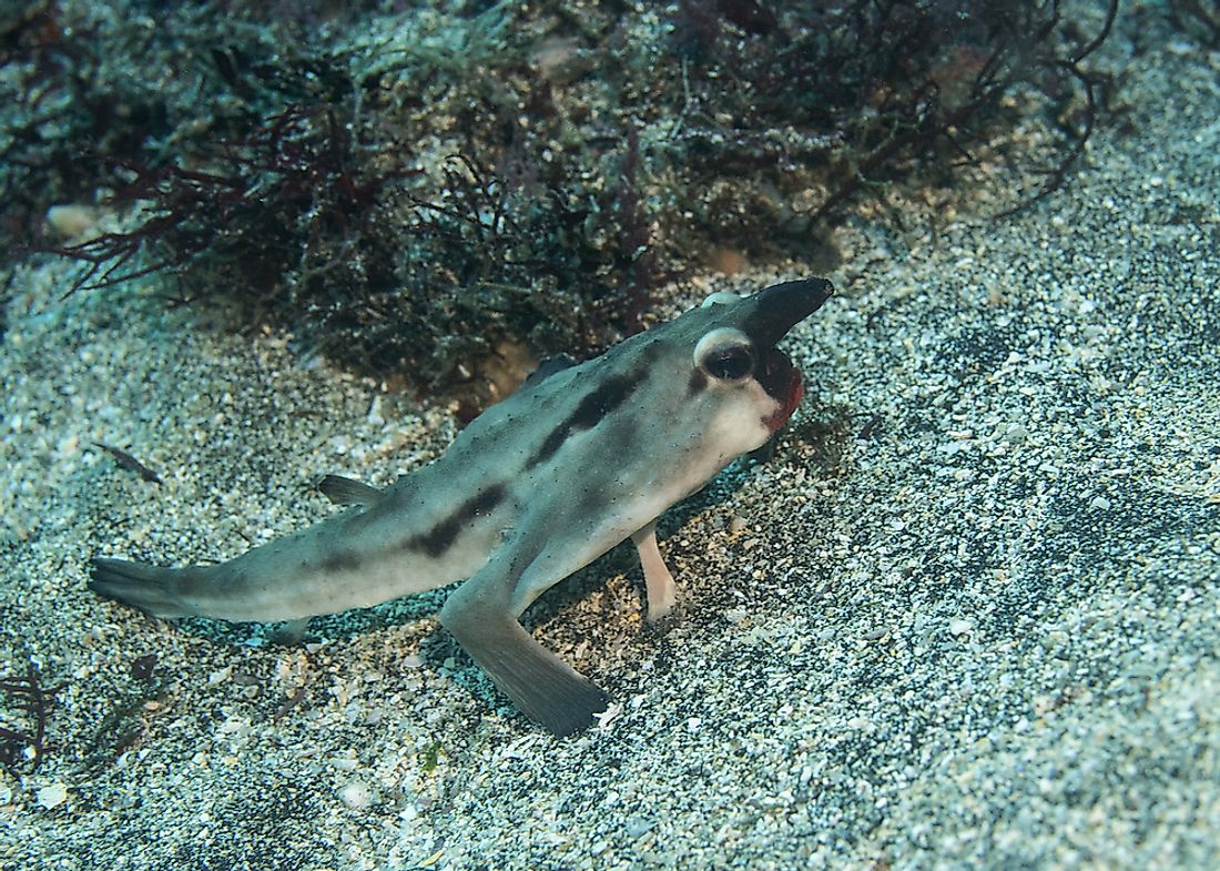 Red-lipped batfish walk on the ocean floor.
