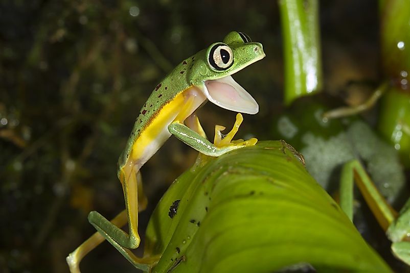 A Lemur Frog in the Costa Rican rainforest.