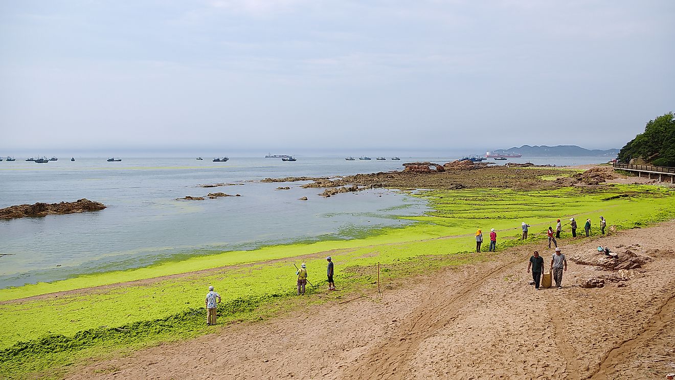 Workers are collecting and removing sea lettuce from Badaguan Beach, China, resulting from algal bloom due to water pollution. Editorial credit: Wang Junqi / Shutterstock.com