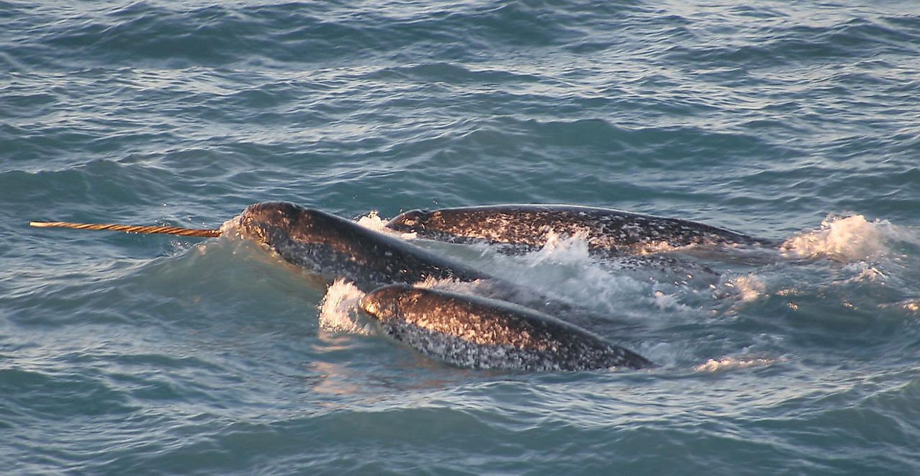 A pod of narwhals. Image credit: Dr. Kristin Laidre, Polar Science Center