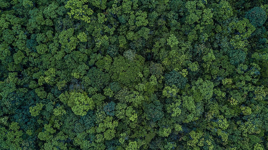 A forest in Thailand. Asia is the world's fourth most forested continent. 