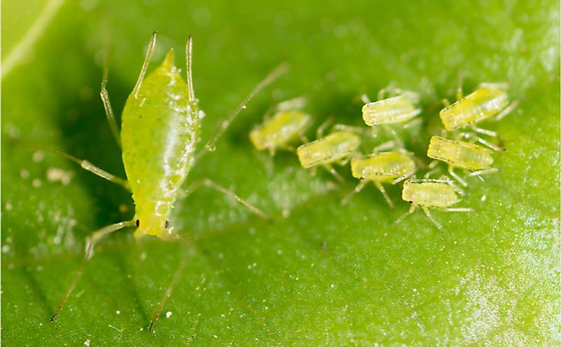 Aphids on a green leaf. Aphids exhibit reproduction by parthenogenesis.