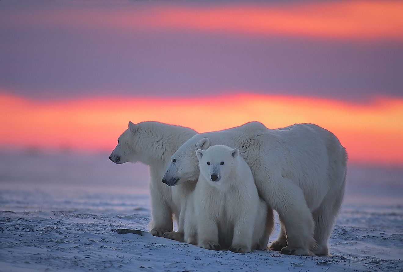 Polar bear with her cubs in the sunset. Image credit: outdoorsman/Shutterstock.com