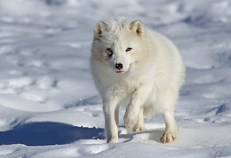 Arctic foxes and other endothermic mammals can create enough body heat to withstand some of the earth's coldest climes.