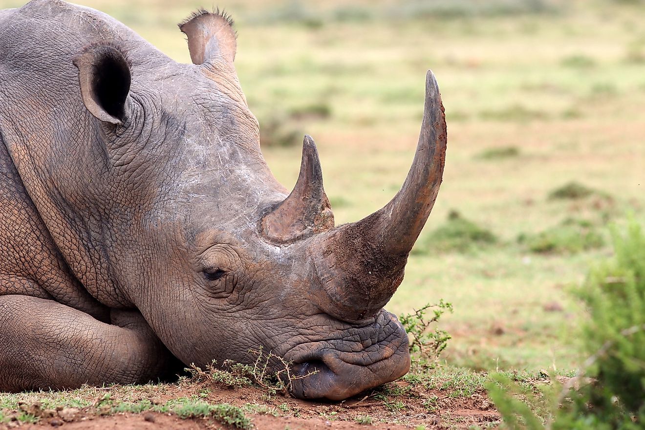 A resting rhino in South Africa. Image credit: Jonathan Pledger/Shutterstock.com