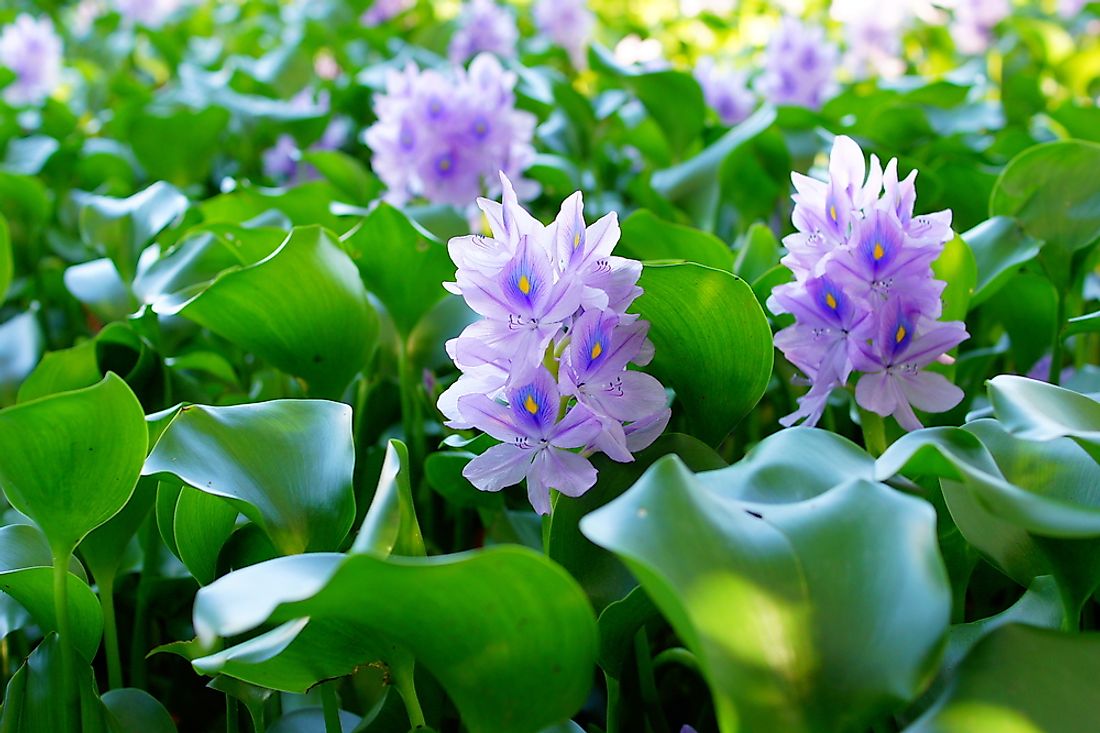 Water hyacinth is a beautiful plant that can be found throughout Africa's Great Lakes. 