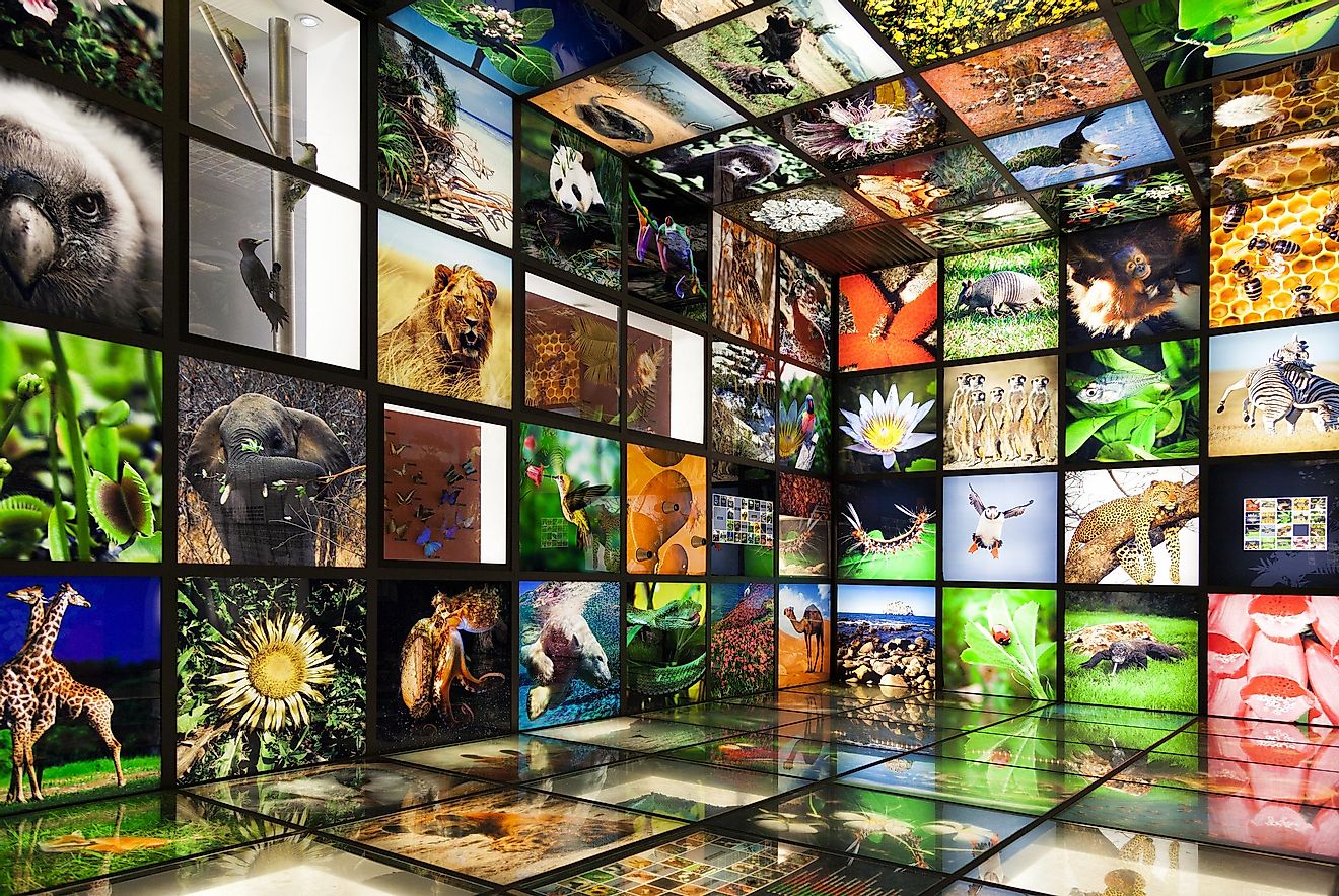 Inside the 'Torre Madariaga' multimedia biodiversity showroom.