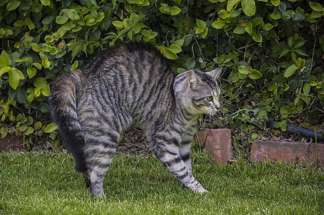 A puffy tail is a cat's way of trying to appear larger than it is. 