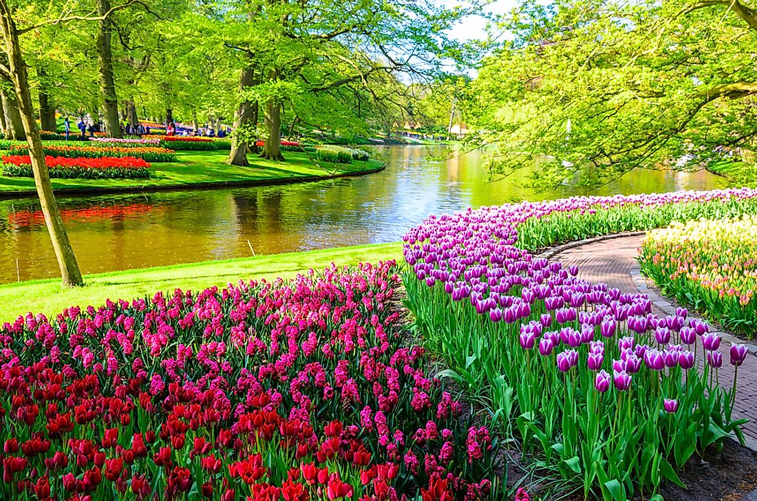 Flowers in the Keukenhof Gardens in the Netherlands, one of the world's most famous botanical gardens. 