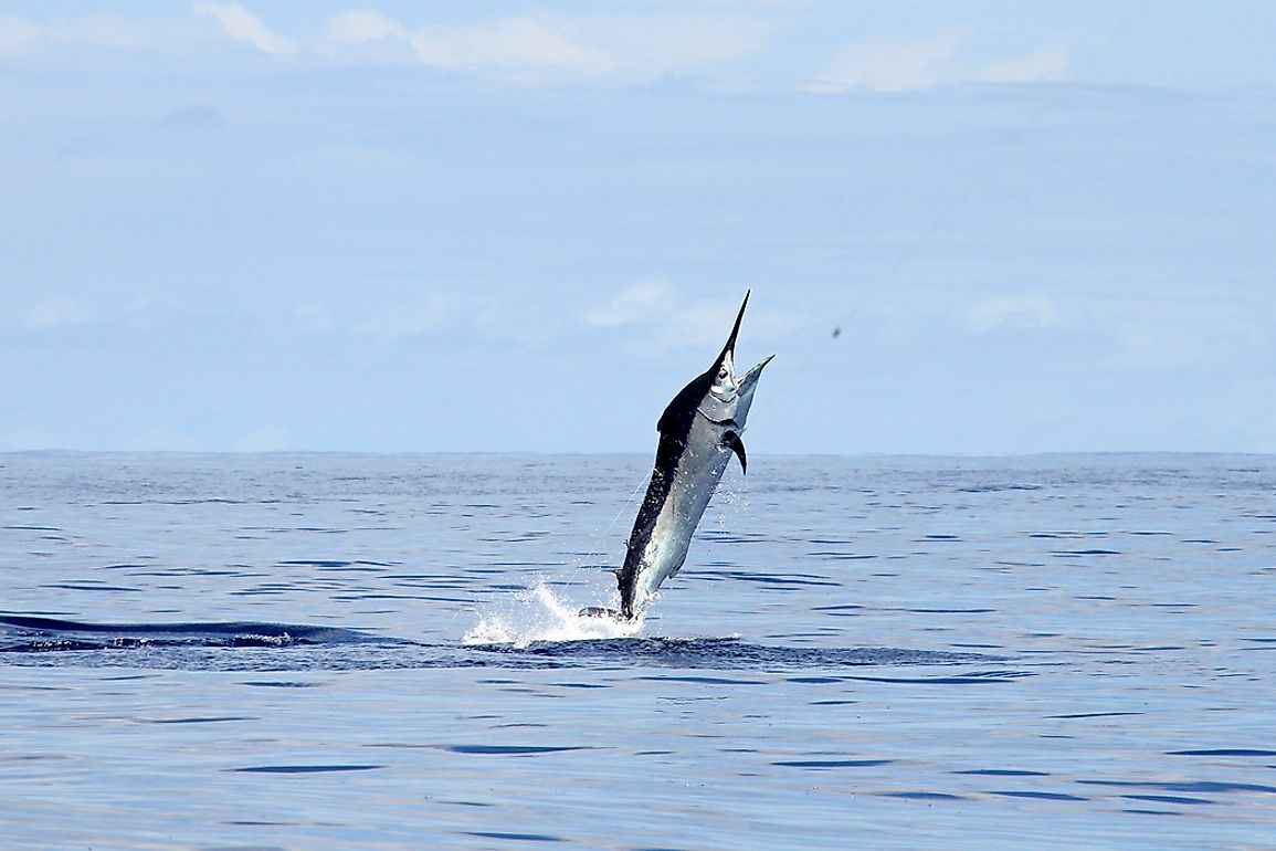A black marlin is regarded to be the fastest fish in the world.