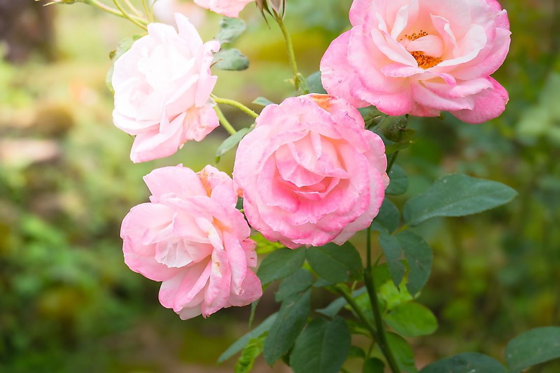 There are over 150 species of the rose plant.