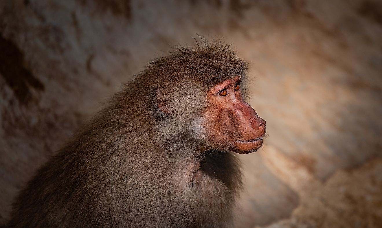 A Hamadyras baboon in the desert. Image credit: Ozer Giray Photography/Shutterstock.com