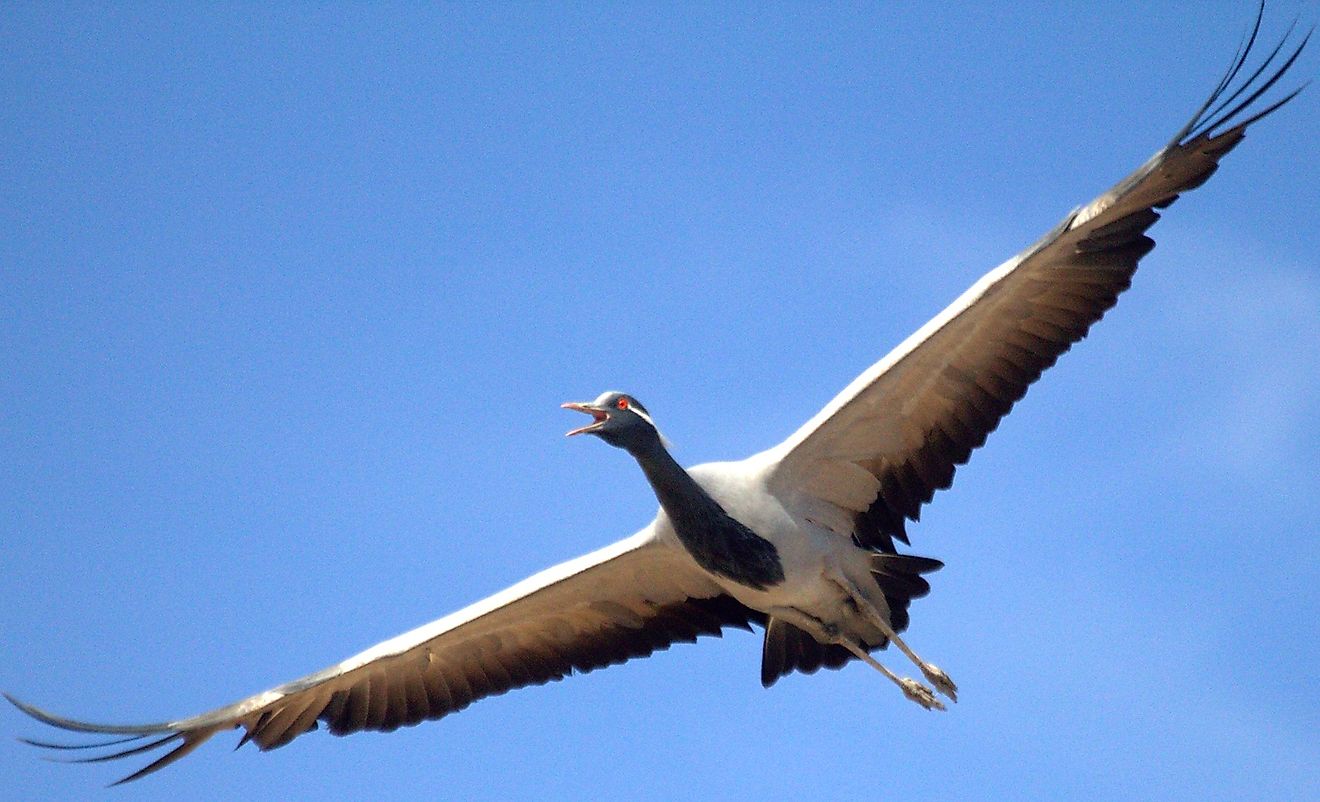 A flying demoiselle crane. Photo credit: Nilanjan Roy Chowdhury.