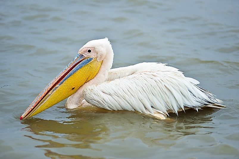 Great White Pelicans are among the many birds that take refuge in Diawling.