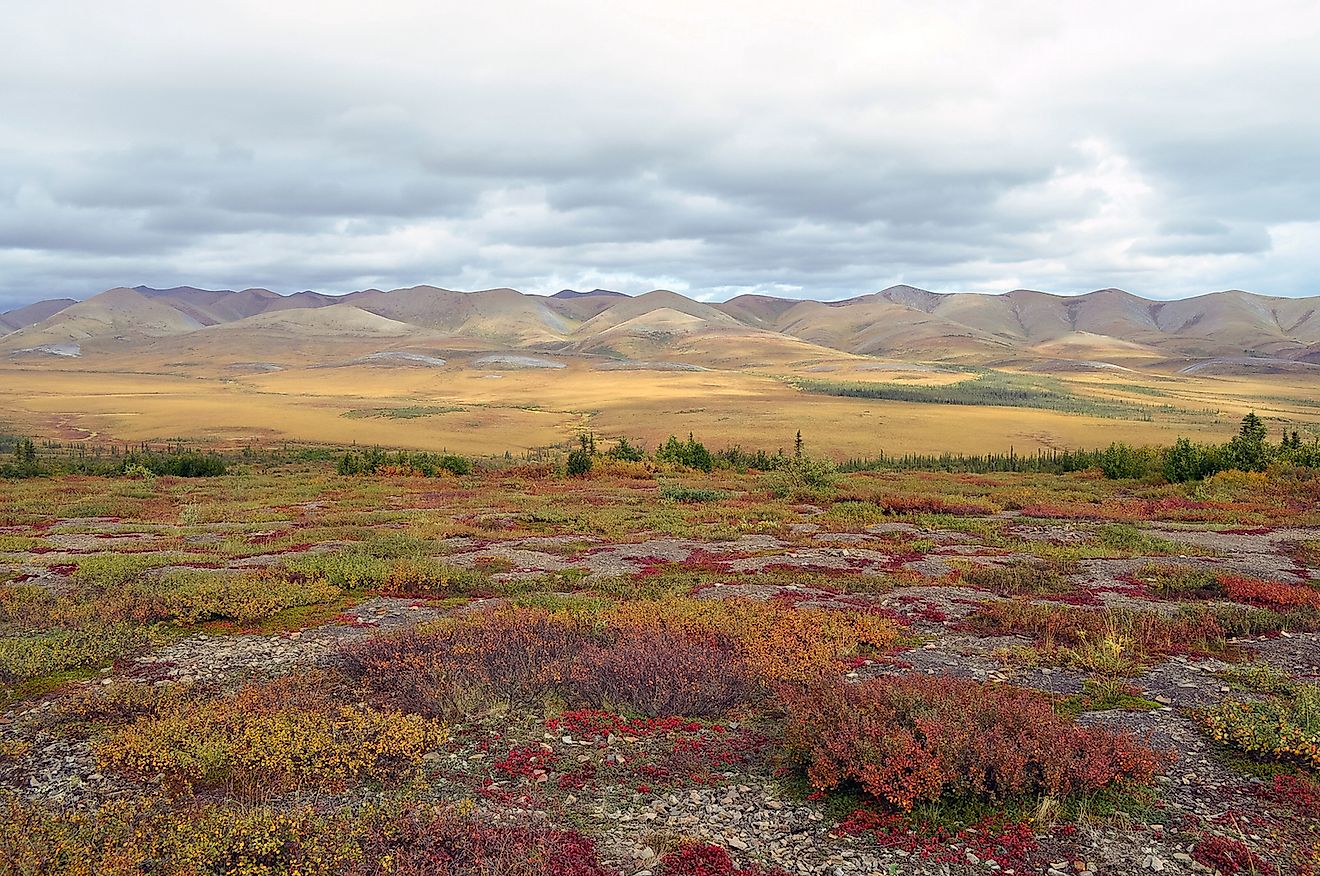 Arctic tundra in Canada with pink, purple and orange shrubs photographed during the day. Image credit: Linda Szeto/Shutterstock.com