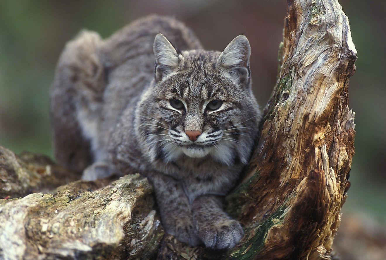Clearly related to other felines, bobcats are much bigger than domesticated housecats and can hunt prey as large as deer and mountain goats.