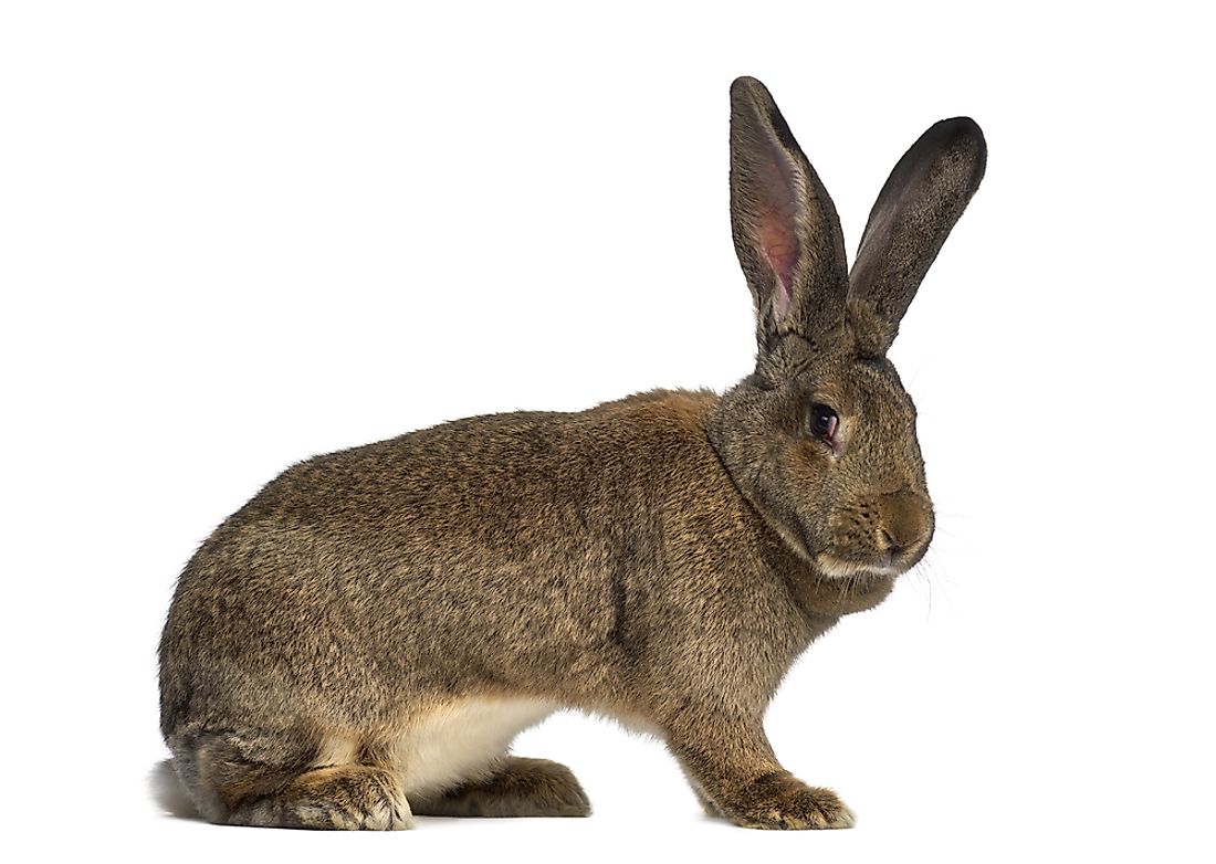 Flemish rabbits can reach up to 25 lbs in weight. 