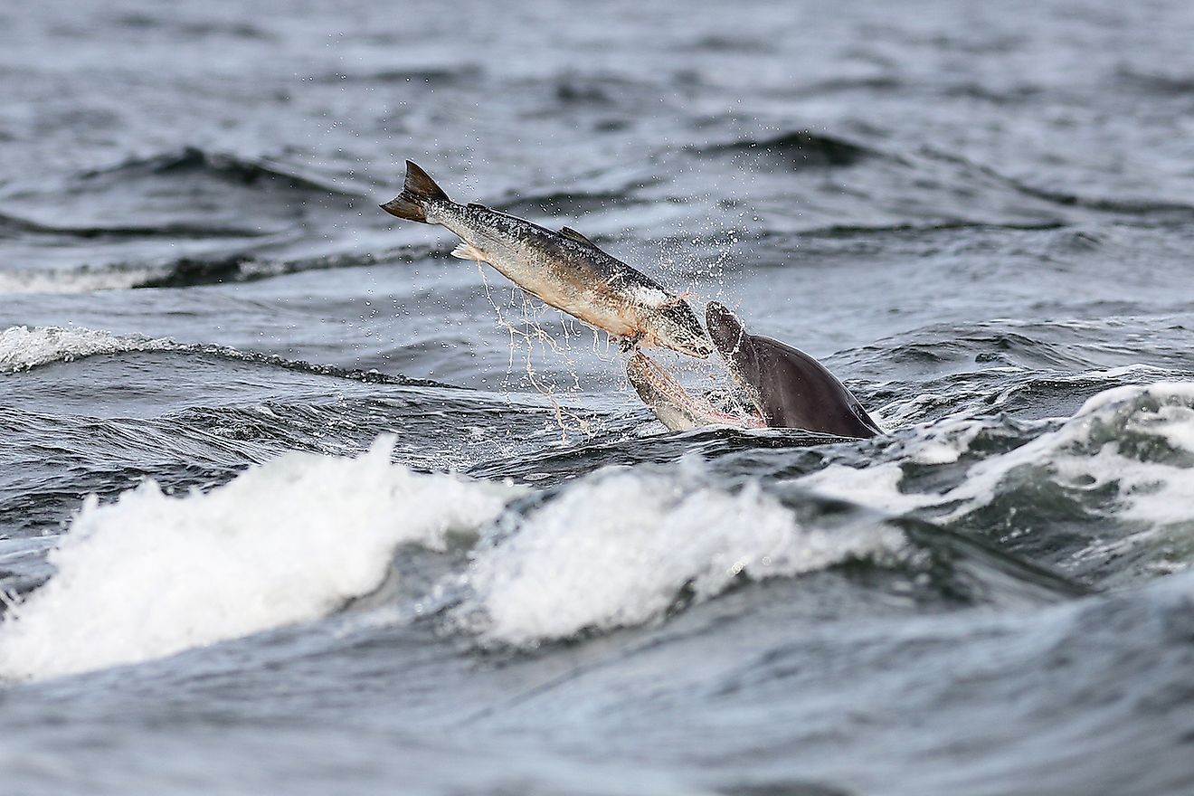 A bottlenose dolphin catching fish in the sea. Image credit: Binson Calfort/Shutterstock.com