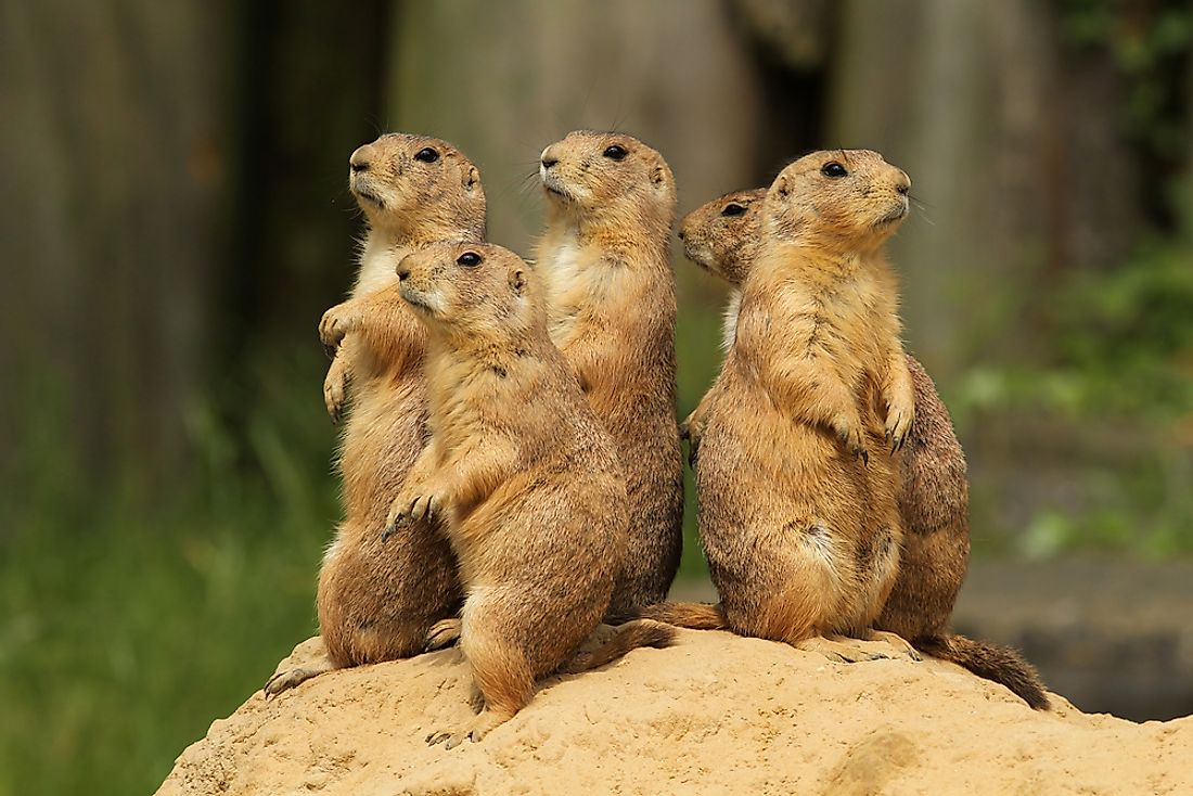 Prairie Dogs are very social animals. As such, the populations of their colonies may number in the thousands.