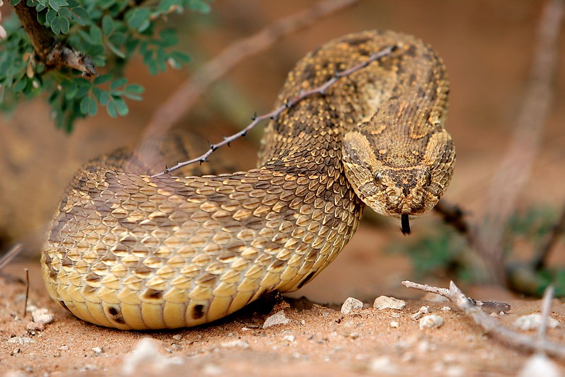 The puff adder snake is among Africa's most dangerous animals. 