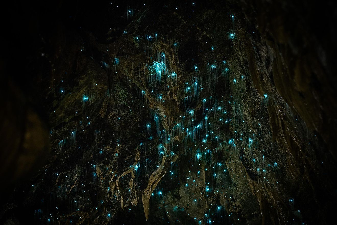 Looking like something that fell straight out of the pages of a picture book, this cave is home to a glowworm species called Arachnocampa luminosa that can only be found in New Zealand. 