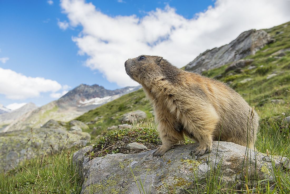 Alpine marmots are found in the Swiss Alps.