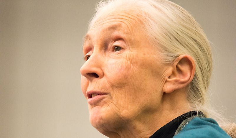 Jane Goodall in 2015. Editorial credit: Kelleher Photography / Shutterstock.com. 