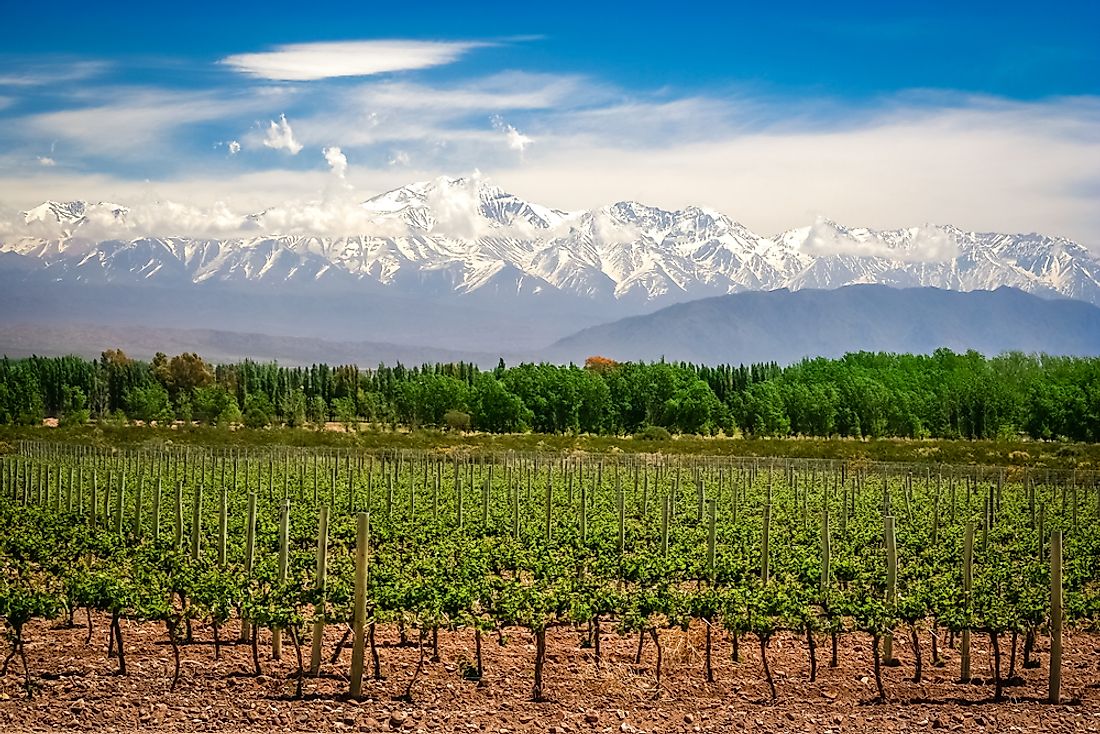 A vineyard in Argentina. Argentina drinks more alcohol than anywhere else in Latin America. 
