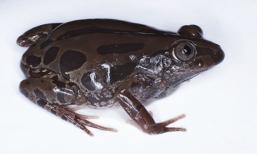 Senegal running frog (Kassina senegalensi)​ is a savanna-dwelling species found in DRC and other parts of Africa.
