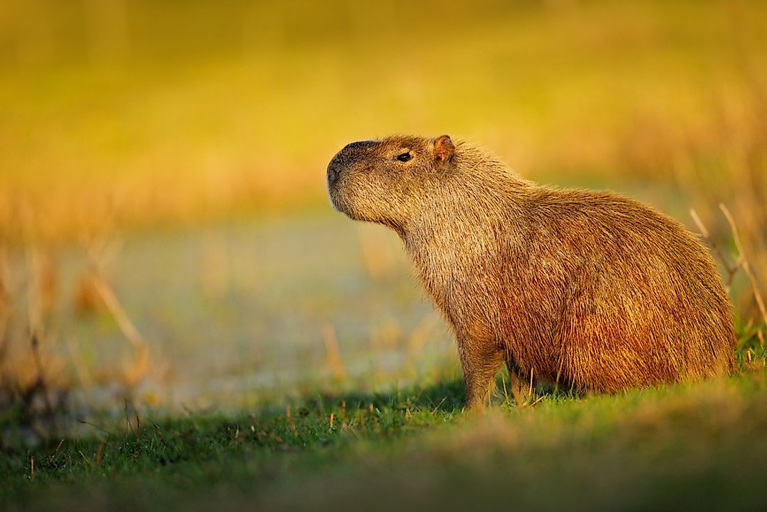 The capybara, the world's largest rodent. 