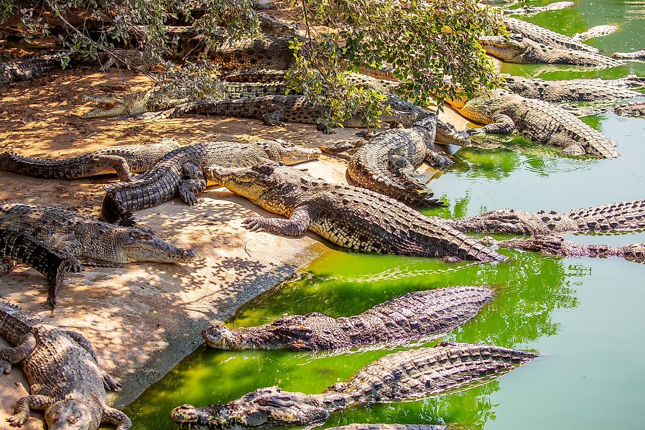 Crocodiles basking in the sun. Image credit: Vera Larina/Shutterstock.com