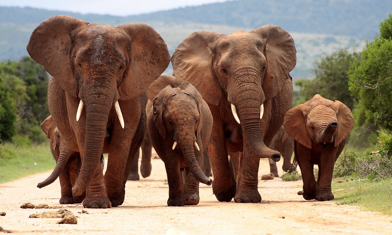 A herd of elephants at theAddo Elephant National Park, South Africa. Image credit: JONATHAN PLEDGER/Shutterstock.com