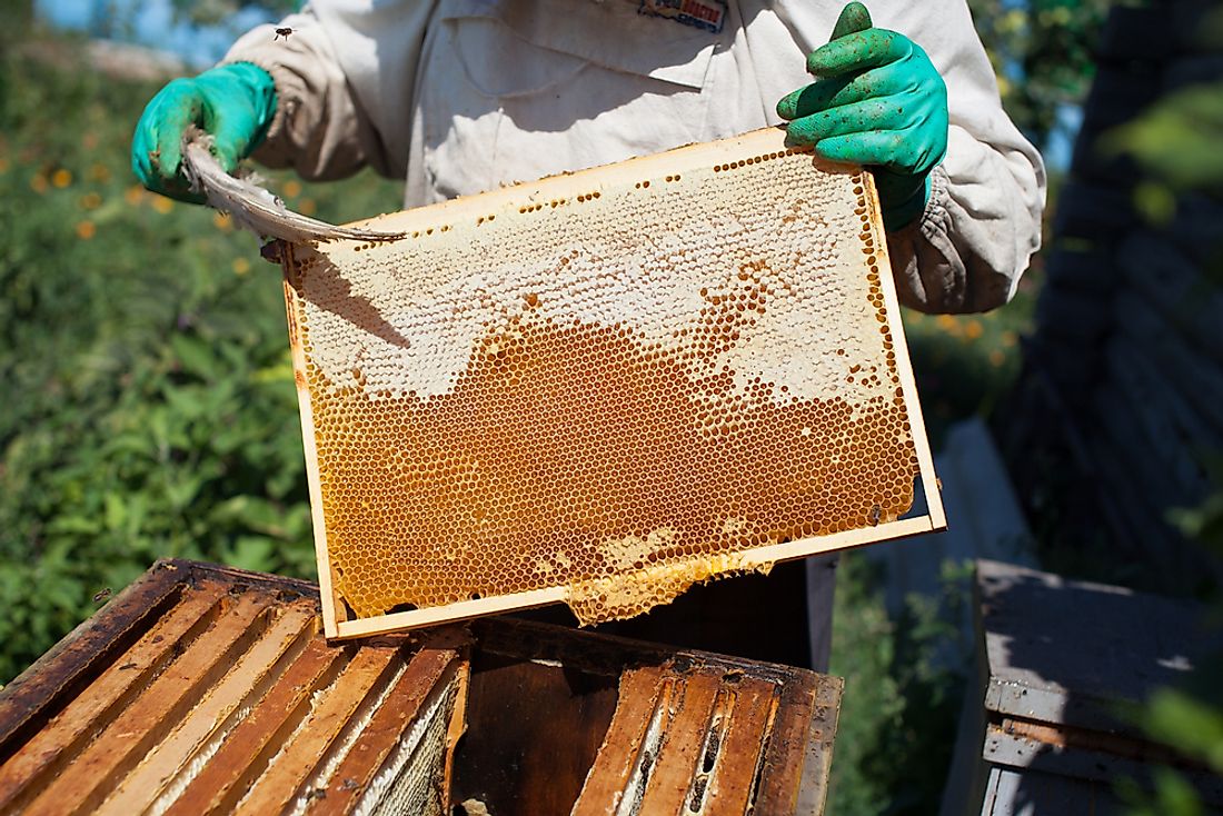 A beekeeper harvests honey. 