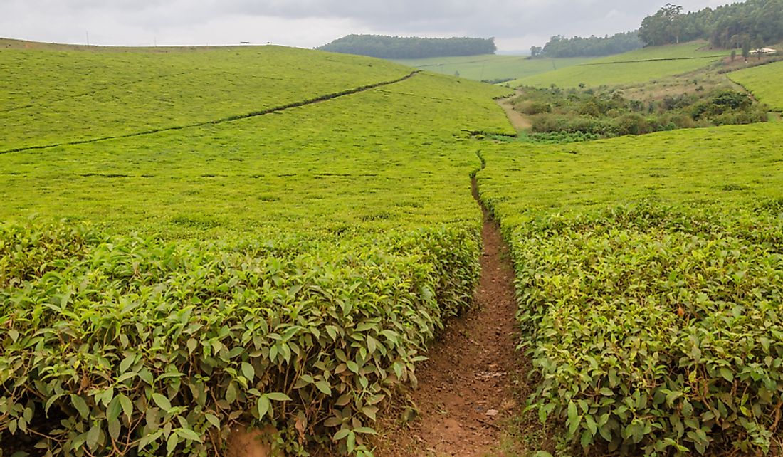 Tea is one of the common crops gown in Cameroon.