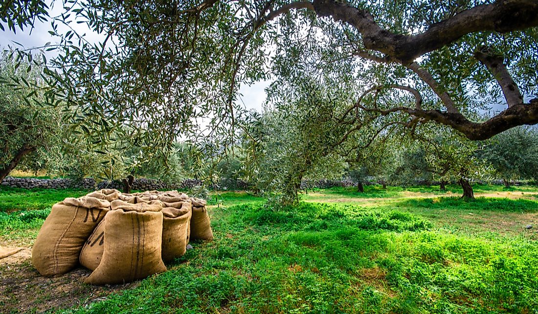 Greece is a leading producer of olives and olive oil.